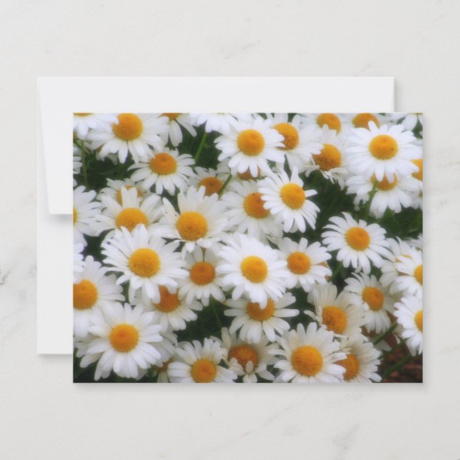 IMG_0066 Daisy Lovers (Voorkant)