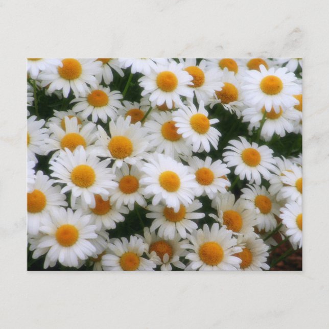 IMG_0066 Daisy Lovers (Voorkant)