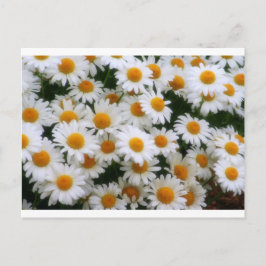 IMG_0066 Daisy Lovers Briefkaart