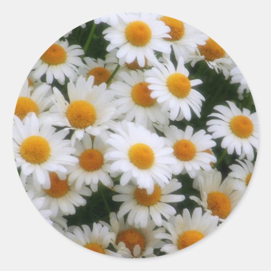 IMG_0066 Daisy Lovers Ronde Sticker (Voorkant)