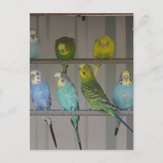 IMG_0348 BRIEFKAART (Voorkant)