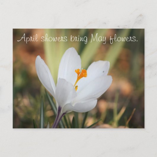 IMG_0371, April douches brengen May bloemen mee. Briefkaart (Voorkant)