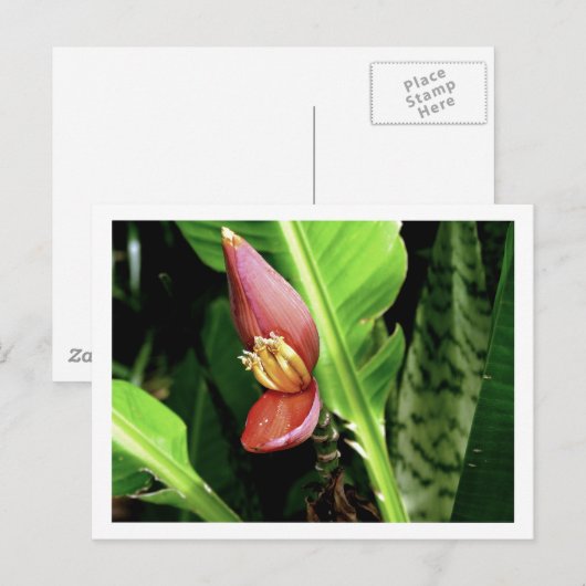 IMG_0432 BRIEFKAART (Voorkant / Achterkant)