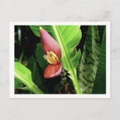 IMG_0432 BRIEFKAART (Voorkant)