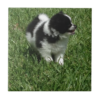 IMG_0545.JPG TEGELTJE