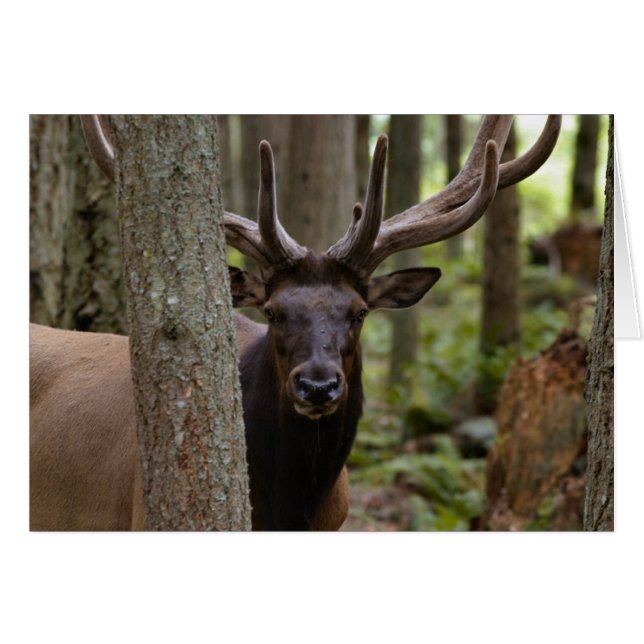 IMG_0560_elk3_5x7-0620/2004 (Voorkant Horizontaal)