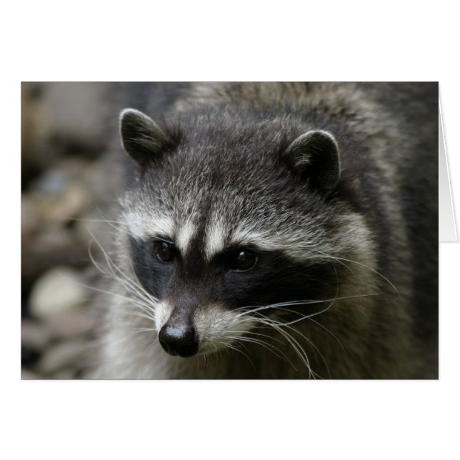 IMG_0667_raccoon_5x7 (Voorkant Horizontaal)