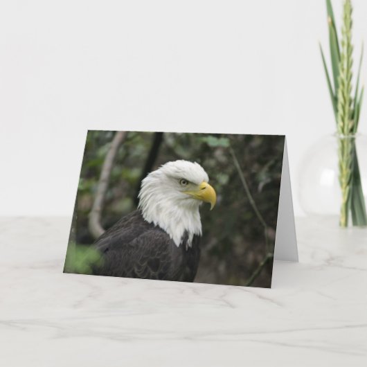 IMG_0673-eagle_5x7 Kaart (Voorkant)