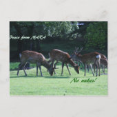 IMG_1699 nara Briefkaart (Voorkant)