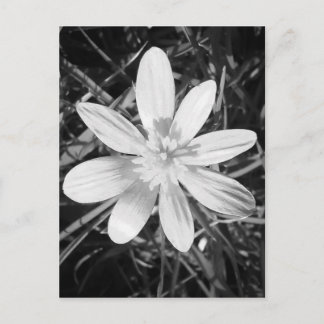 IMG_20150324_210135.jpg Briefkaart