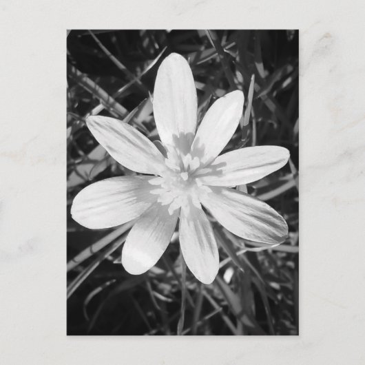 IMG_20150324_210135.jpg Briefkaart (Voorkant)