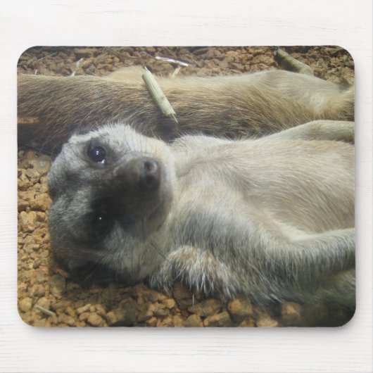 IMG_2196 MUISMAT (Voorkant)