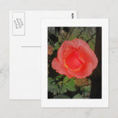 IMG_3046 BRIEFKAART (Voorkant / Achterkant)