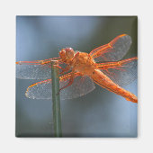 IMG_3251 MAGNEET (Voorkant)