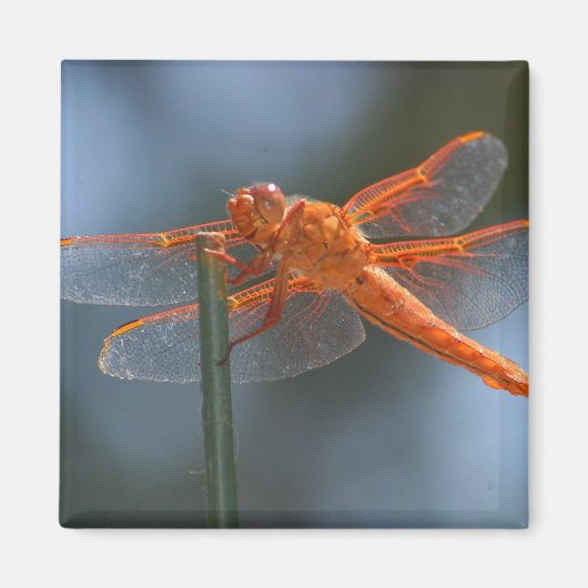 IMG_3251 MAGNEET (Voorkant)