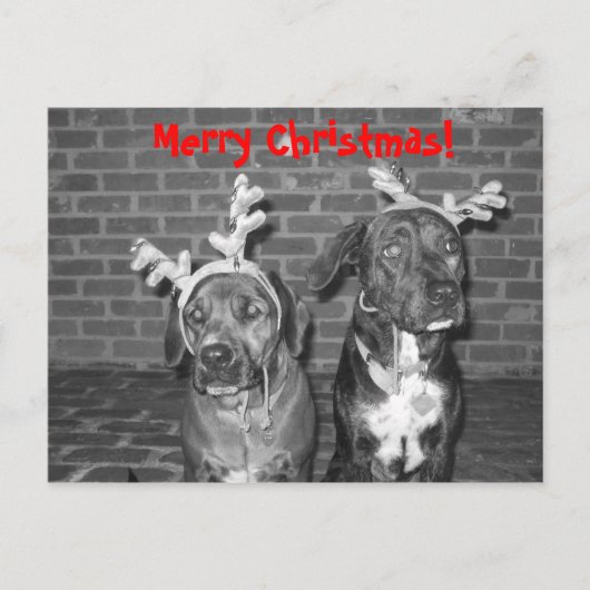 IMG_3721_2, Vrolijk kerstfeest! Feestdagenkaart (Voorkant)