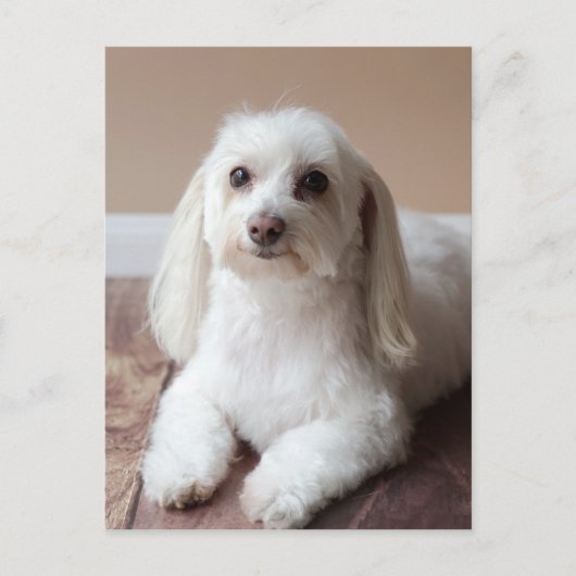 IMG_4050 BRIEFKAART (Voorkant)