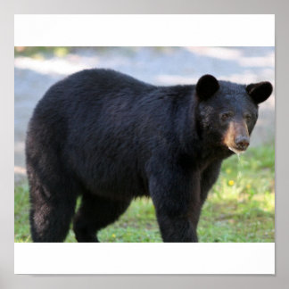 IMG_5587_uitgegeven Poster