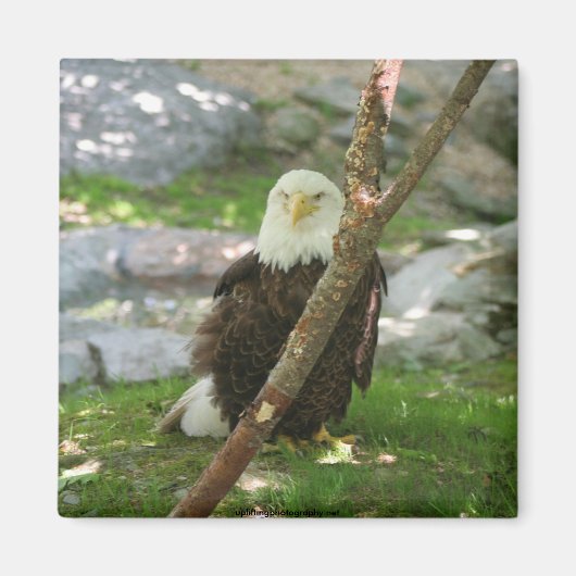 IMG_6126, upliftingphotography.net Magneet (Voorkant)