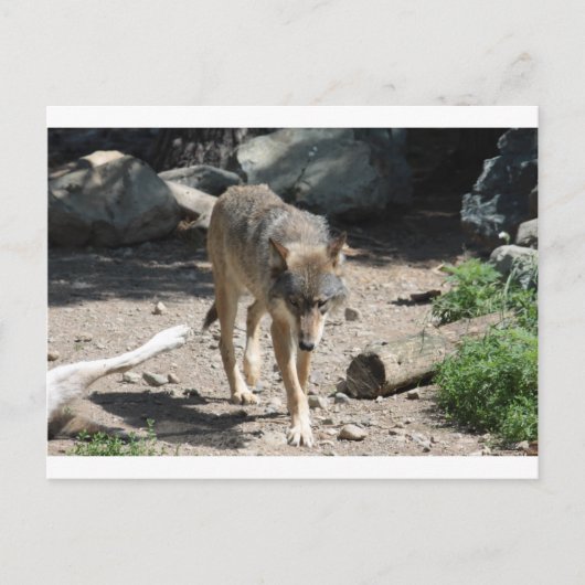 IMG_7805 BRIEFKAART (Voorkant)