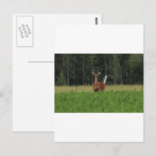 IMG_9486_1 BRIEFKAART (Voorkant / Achterkant)