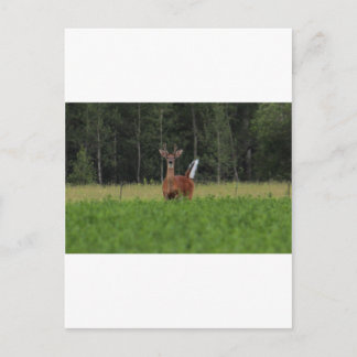 IMG_9486_1 BRIEFKAART