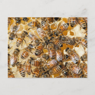 Imkerij bij Arlo's Honey Farm Briefkaart