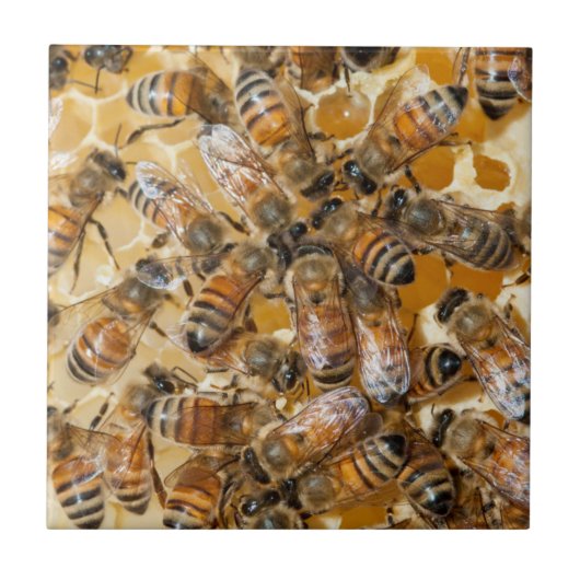 Imkerij bij Arlo's Honey Farm Tegeltje (Voorkant)