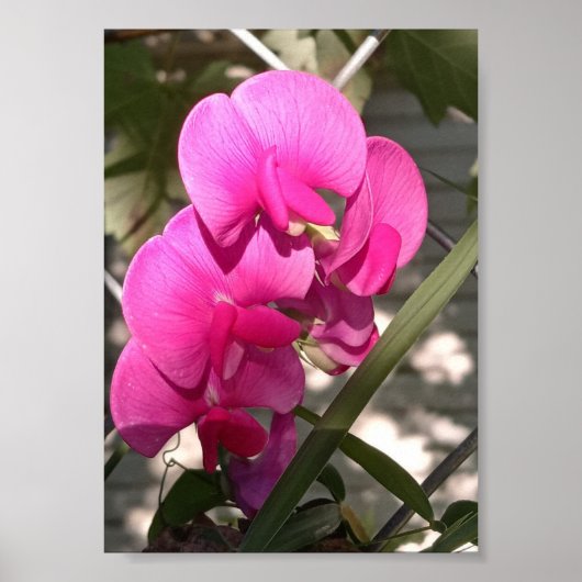 Immaculeer zon en indrukwekkende verlichting poster (Voorkant)