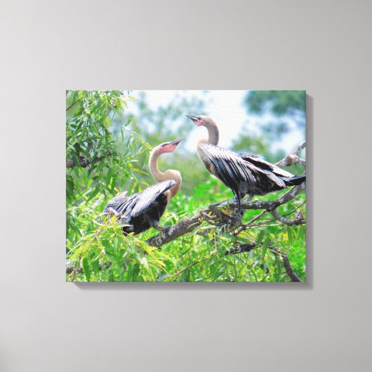 Immature Anhingas Wrapped Canvas Afdruk (Voorkant)
