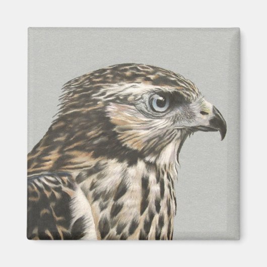 Immature Goshawk Magneet (Voorkant)