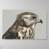 Immature Goshawk Poster (Voorkant)
