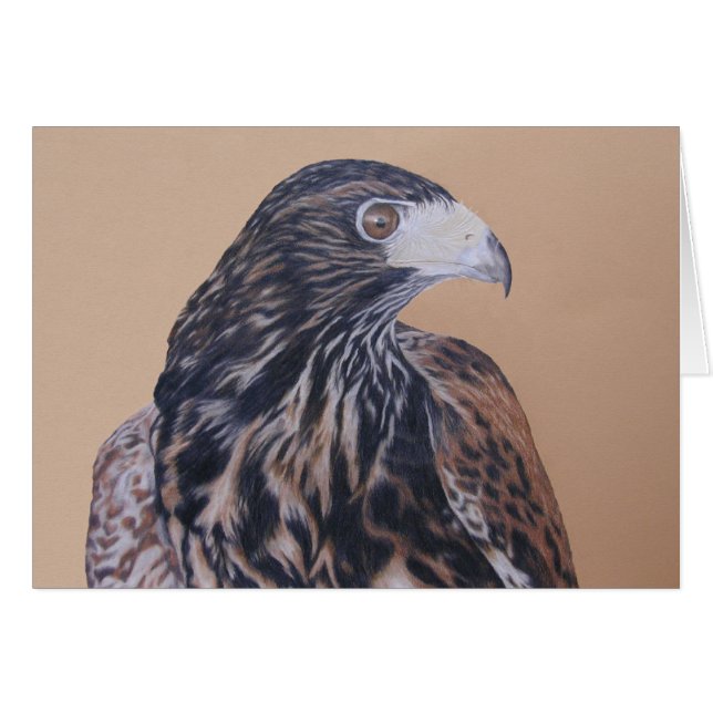 Immature Harris Hawk (Voorkant Horizontaal)