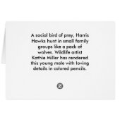 Immature Harris Hawk (Achterkant Horizontaal)