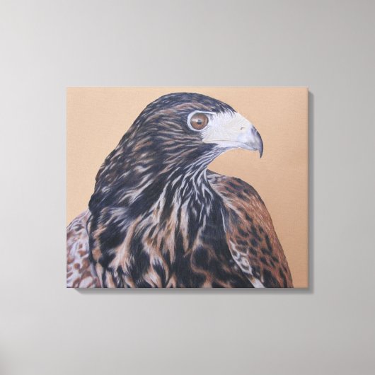 Immature Harris Hawk Canvas Afdruk (Voorkant)