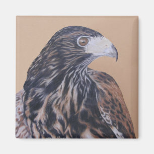 Immature Harris Hawk Magneet