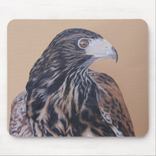 Immature Harris Hawk Muismat
