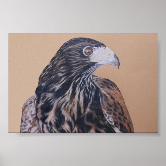 Immature Harris Hawk Poster (Voorkant)