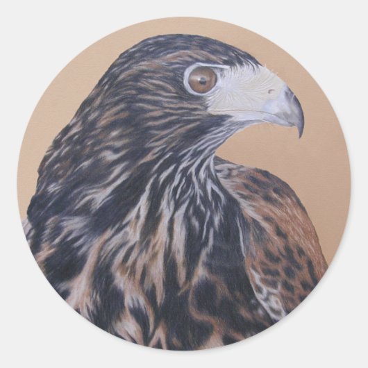 Immature Harris Hawk Ronde Sticker (Voorkant)