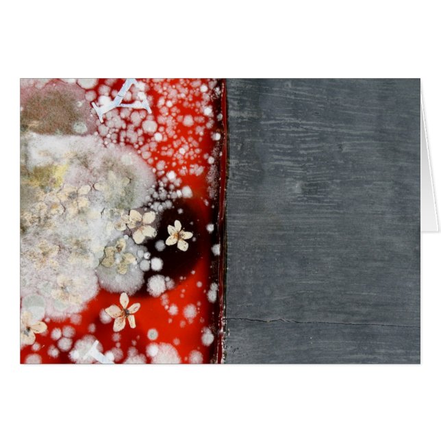 Immortaliteit 2 (Voorkant Horizontaal)