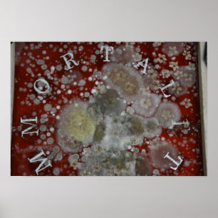 Immortaliteit Poster