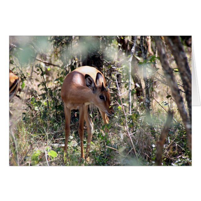 impala (Voorkant Horizontaal)