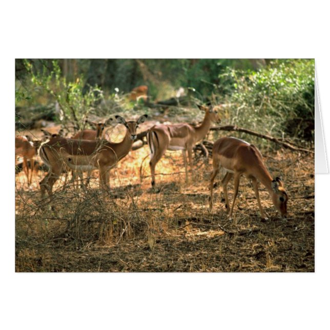 Impala (Voorkant Horizontaal)