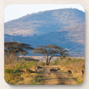 Impala (Aepyceros Melampus), Hluhluwe-Umfolozi Bier Onderzetter