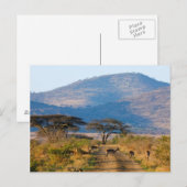 Impala (Aepyceros Melampus), Hluhluwe-Umfolozi Briefkaart (Voorkant / Achterkant)