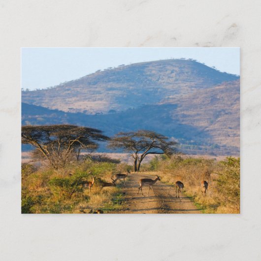 Impala (Aepyceros Melampus), Hluhluwe-Umfolozi Briefkaart (Voorkant)