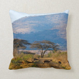 Impala (Aepyceros Melampus), Hluhluwe-Umfolozi Kussen