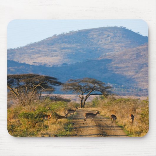 Impala (Aepyceros Melampus), Hluhluwe-Umfolozi Muismat (Voorkant)