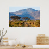 Impala (Aepyceros Melampus), Hluhluwe-Umfolozi Poster (Keuken)