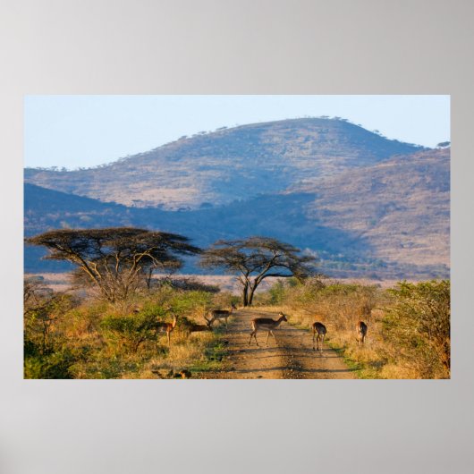 Impala (Aepyceros Melampus), Hluhluwe-Umfolozi Poster (Voorkant)